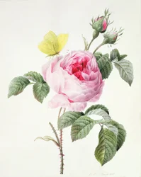 PD.107-1973.f11 Rózsaszín rózsa bimbóval és kénköves pillangóval, 1826